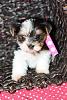 Puppy Pictures!-biewerpuppy12.jpg