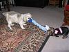 My 12 y/o Shih Tzu playing with 5 mo. old Yorkie-yt-img_2116.jpg