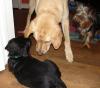 A wonderful play date!-thor-okra-004small.jpg