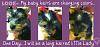 My first YorkieBaby---CaLi-picnik-collage.jpg