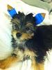 My first YorkieBaby---CaLi-ears.jpg