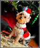 Bailey, the most photogenic Yorkie! I dare you to say no to that face! lol-bailey-008.jpg