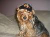 Tucker, wearing his new Harley-Davidson hat!-tucker-hat-005.jpg