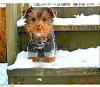 Oscar loves snow !-1kk9y-1bl-1.jpg