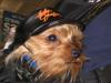 Tucker, wearing his new Harley-Davidson hat!-img_0402.jpg