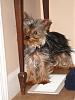 Does your Yorkie do this?-jersey-heat-021.jpg