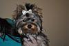 New Pics of Molly-dsc_0039.jpg