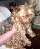 She's Home (Yorkie Hit By Car)-also-post-yt.jpg