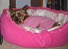 She's Home (Yorkie Hit By Car)-gianna-2-yt.jpg