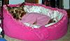 She's Home (Yorkie Hit By Car)-gianna-3-yt.jpg