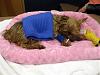 Gianna Before and After Pictures.-hit-yorkie-2-yt.jpg