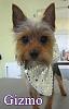 Groomed and looking dapper!-387588_215471571871522_100002260428700_464371_1930028748_n.jpg