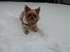 Yoda Playing in the Snow 2012-yoda_winter_2012-small.jpg