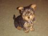 I'm a Newby with a new BABY!! HI ALL-mypuppy1.jpg