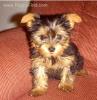 I'm a Newby with a new BABY!! HI ALL-mypuppy2.jpg
