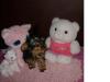 I'm a Newby with a new BABY!! HI ALL-mypuppy3.jpg