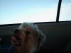Let's see your tongue pictures!-hpim0121.jpg