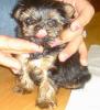 Let's see your tongue pictures!-dsc01429.jpg