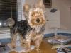 New pics of Starsky-starsky-pup-001.jpg