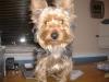 New pics of Starsky-starsky-pup-002.jpg