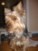 New pics of Starsky-starsky-pup-003.jpg