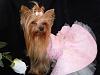 Rosie in Her Valentine's Day Dress-dscn3927a.jpg