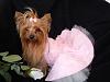 Rosie in Her Valentine's Day Dress-dscn3938a.jpg