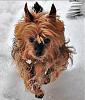 Miss Chula runs in the snow!-ishot-2949.jpg