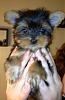 New Yorkie Owner-paisley3.jpg