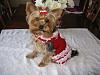 Trixie is ready for the Valentine's Ball!!-trixie-valentines-day-2012-ty3.jpg