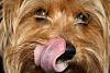 Let's see those lil tongues!!-ytbaby2.jpg