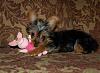 Favorite toys-heidi-piglet.jpg