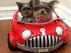 Lilo and her New car :]-babies-driving.jpg