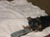 Look who is in charge of the remote-lola-077-600-x-450-.jpg