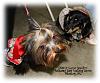 Chloe & Katie Scarlett-puppy-class-001.jpg