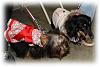 Chloe & Katie Scarlett-puppy-class-002.jpg