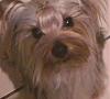 New pictures of Belle - 15 months old-0213121732.jpg