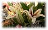 Awww! Looky!-lillies-008.jpg