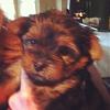 Meet Terra!!-terra-6-weeks.jpg