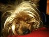 Let's Share Them "Sheep Dogs!"-photo-6-.jpg