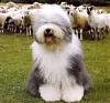 Let's Share Them "Sheep Dogs!"-old-english-sheepdog.jpg