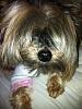 Let's Share Them "Sheep Dogs!"-photo-11-.jpg