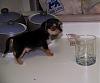 Meet Mator--our new Morkie is home!-100_8993.jpg