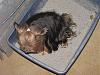 It's After 10 PM, Do You Know Where Your Yorkies Are???-img_0805.jpg