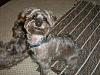 Puppy Cut Pictures-119.jpg