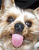 Let's see those lil tongues!!-leroy-tongue.jpg