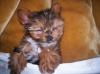Pics of Toby-tobysleepingresized.jpg