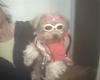 Sporting new Doggles-photo-0051.jpg