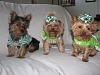 st patrick day pics-015.jpg