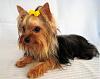 Our Yorkies and Biewer Yorkies-dixie1801s-large-.jpg